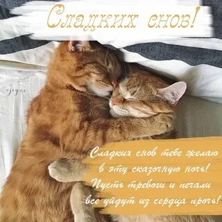 Хорошая моя сладкая сладких снов тебе