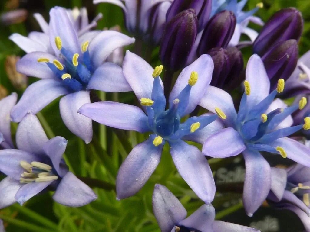 Сцилла цветок купить. Пролеска Сцилла. Пролеска Перуанская (Scilla peruviana. Сцилла первоцвет. Сцилла Литардьера.