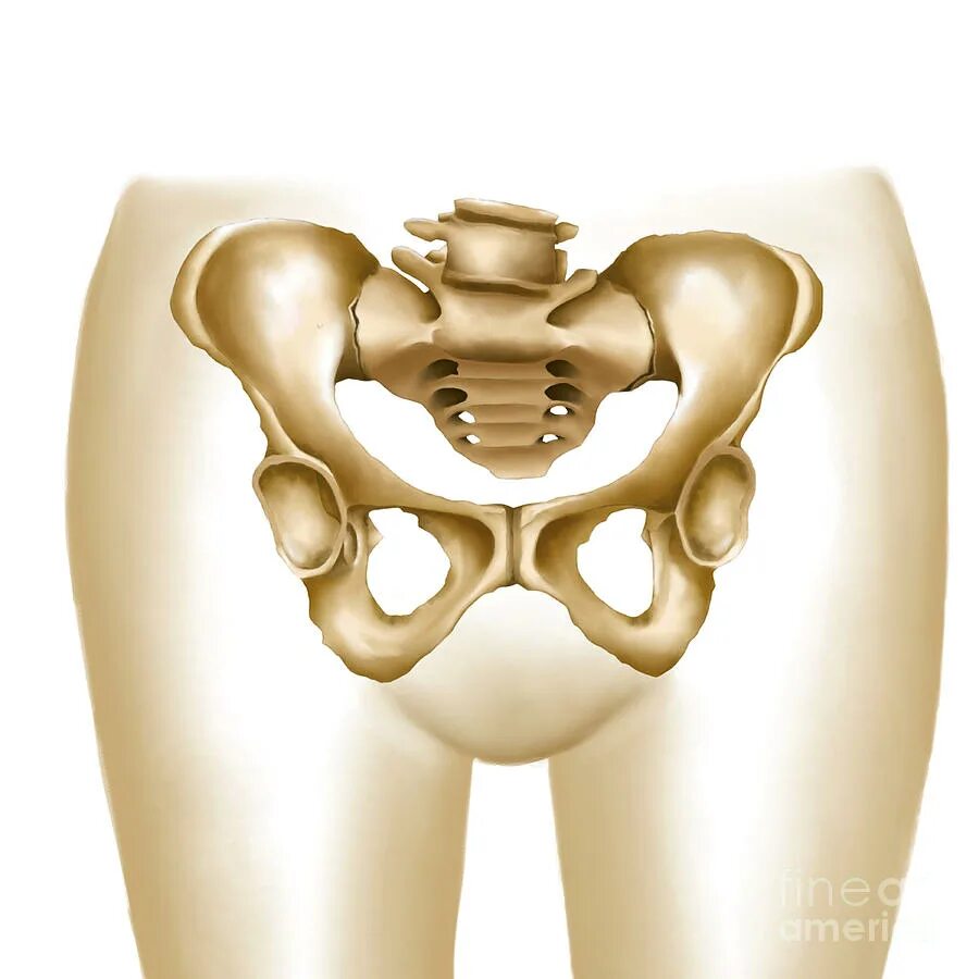 Why Do My Hips Hurt During Pregnancy - Release Date Price Reviews
