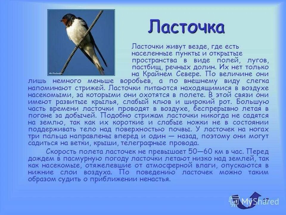 Окружающий мир 1 класс сообщение о птице