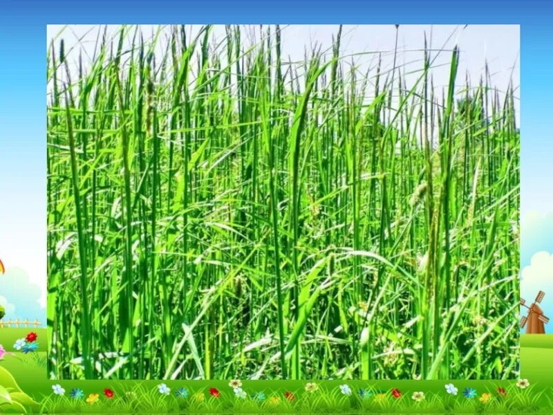 Высокая трава. Скосить высокую траву. Скошенная трава. Высокая трава фото.