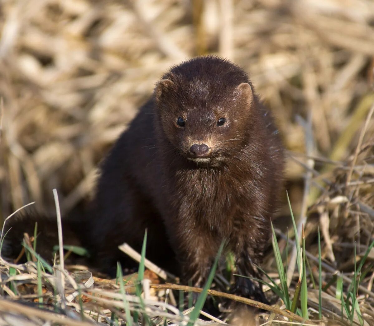 Алеутская голубая норка. Голубая норка зверек. Северная европейская норка. Европе́йская но́рка (mustela lutreola). Среднерусская европейская норка.