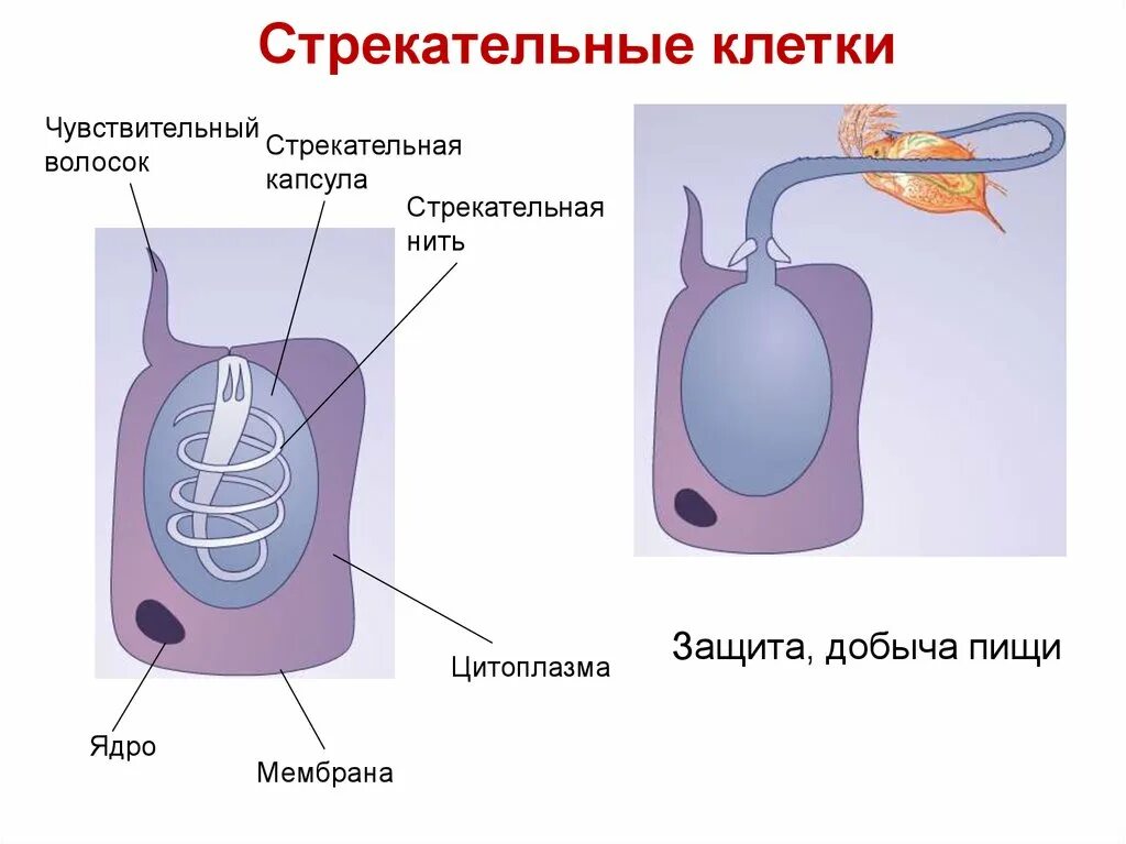 Стрекательная клетка состоит из. Стрекательные клетки книдарий. Стрекательные клетки гидры. Строение стрекательной клетки. Схема строения стрекательной клетки.