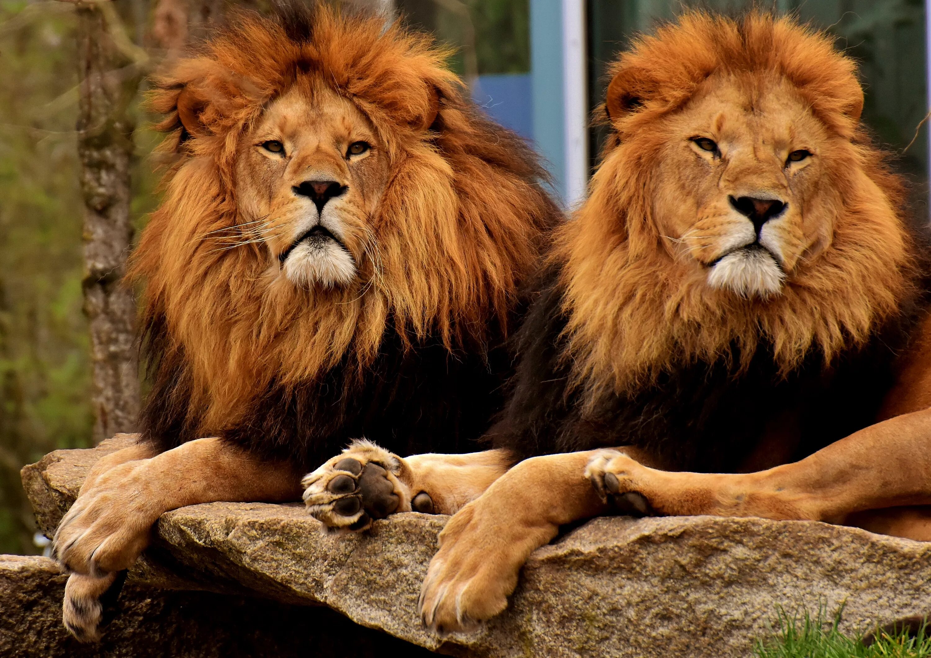 Львы. Лев фото. Красивый Лев. Лев и тигр.