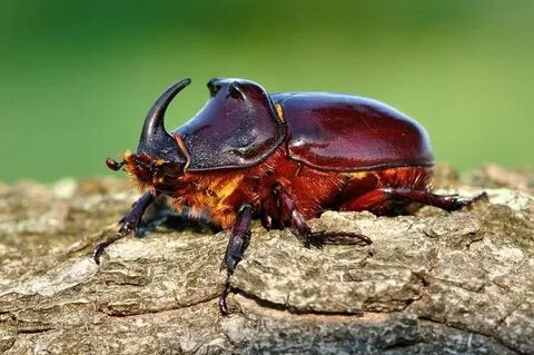 Новокузнецк пен Мыскидегі жезөкшелер