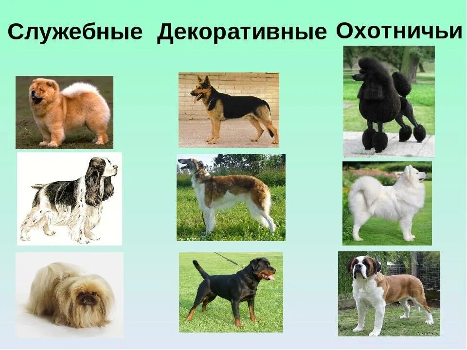 Виды картинок название. Служебные породы. Декоративные виды собак. Служебные собаки разных пород. Собаки служебные и декоративные.