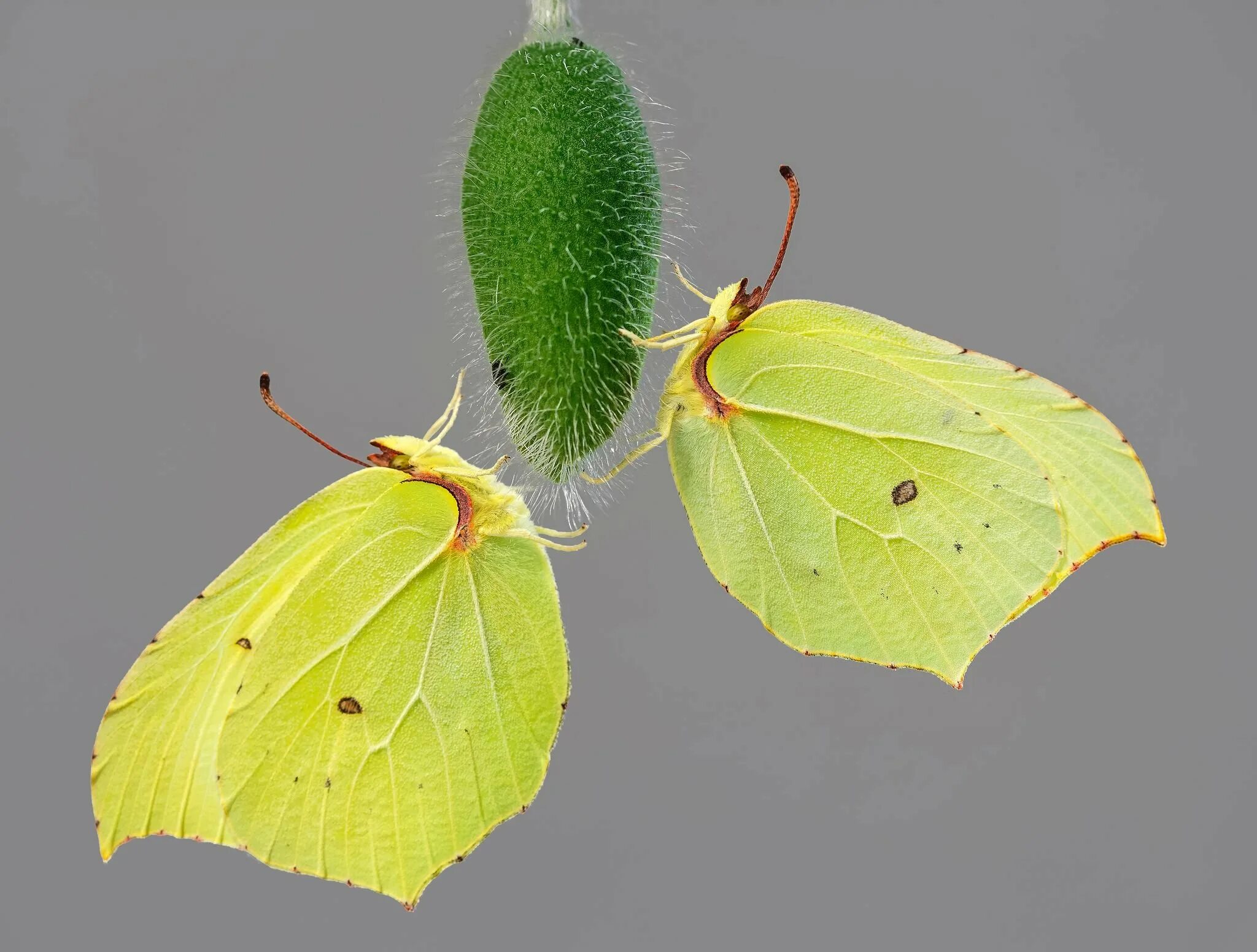 Бабочка листовидка. Бабочка листовидка зеленая. Бабочка-листовидка (Каллима). Бабочка похожая на листик. Аналогичный подобный