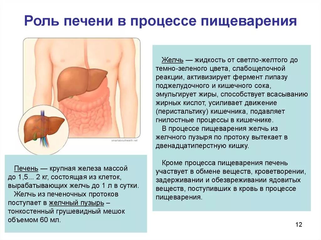 Какая роль печени