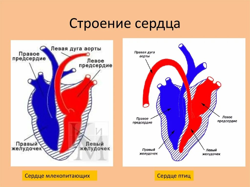 Строение сердца теплокровных. Строение сердца млекопитающих. Схема строения сердца млекопитающих. Строение сердца птиц и млекопитающих. Предсердие у животных