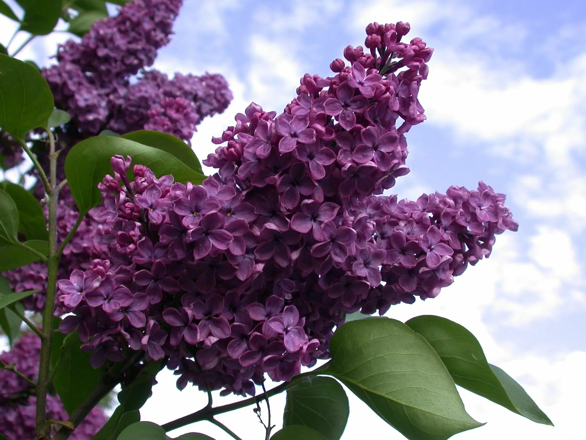 Рахманинов сирень 4 класс. Сергей васильевича рахманинова сирень. Включи песню сирени. Сирень русский север. Одинокая ветка ветка сирени.