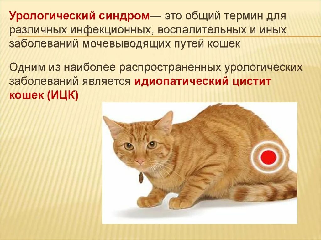 Сколько раз должен писать кастрированный кот. Сколько должен есть взрослый кот. Питание котенка. Сколько раз должен писать кастрированный кот. Мочекаменная у котов симптомы и лечение.