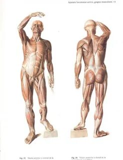 Anatomy for artists