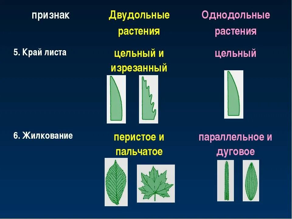 У двудольных растений сетчатое жилкование листьев. Жилкование у однодольных растений. жилкование листа у однодольных растений. жилкование цветков однодольные двудольные класс. жилкование листьев у однодольных и двудольных растений.