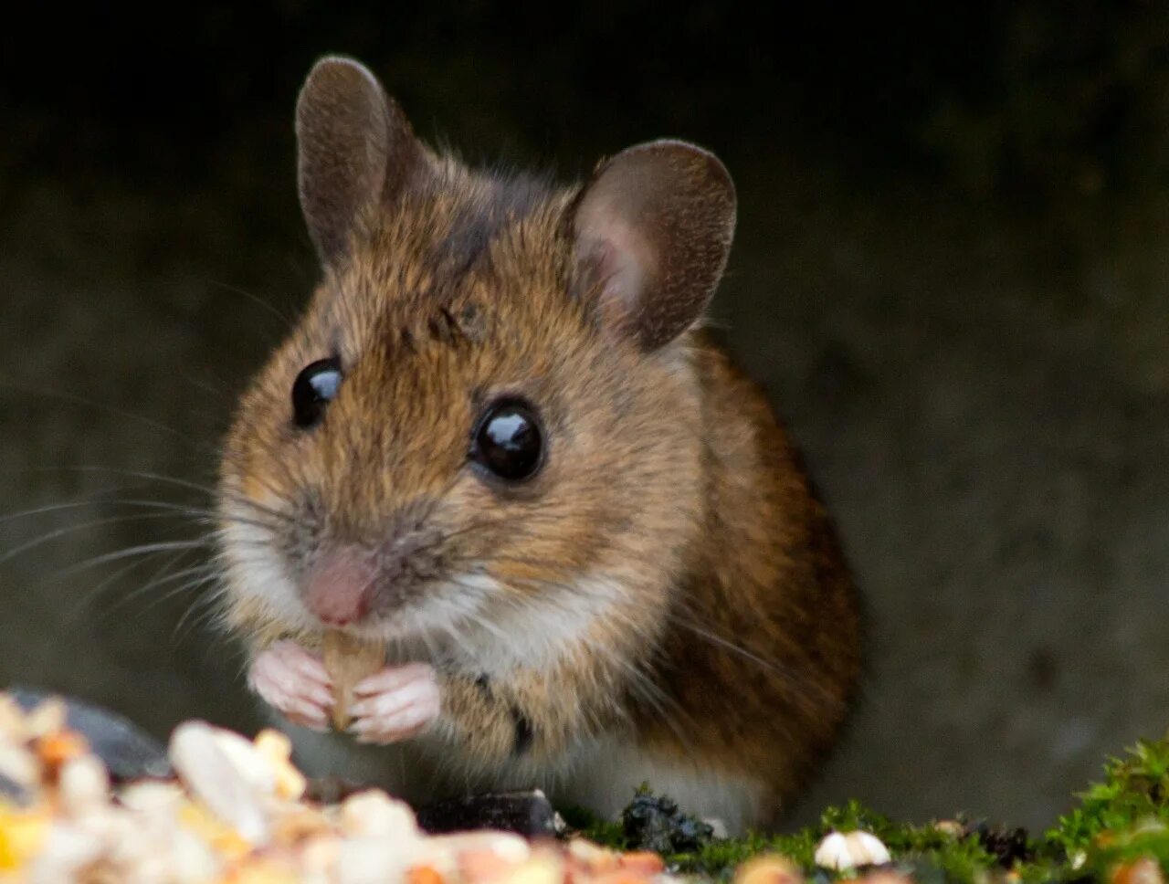 Show mice