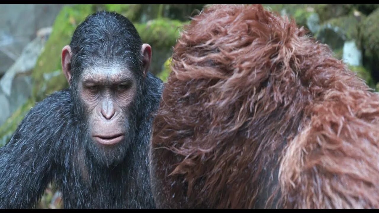 Maymunlar sayyorasi o zbek tilida. Maymunlar sayyorasi o zbek tilida. Восстание планеты обезьян морис. Планета обезьян сезар. Революция 2014 постер.