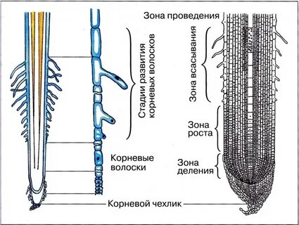 Всасывающая зона корня из клеток