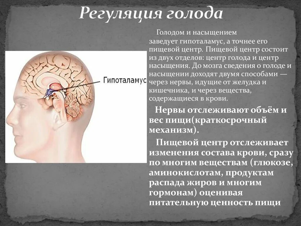 Центр голода находится выберите ответ. Центр голода находится выберите ответ
