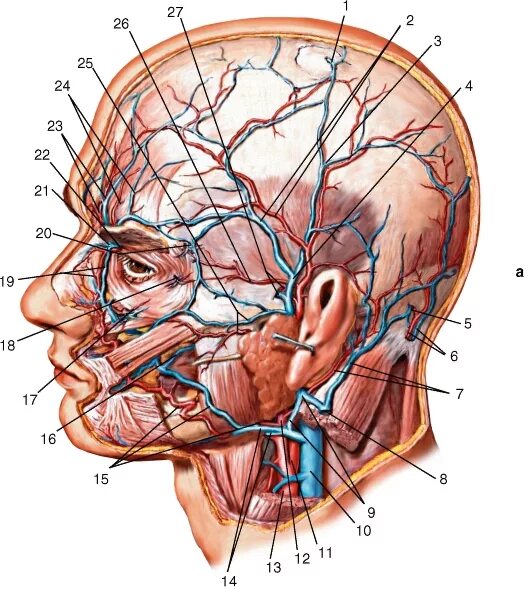 Анатомия сосудов головы. Подглазничная артерия анатомия. Топографическая анатомия головы сосуды и нервы. Поверхностная височная Вена. Затылочная эмиссарная Вена.