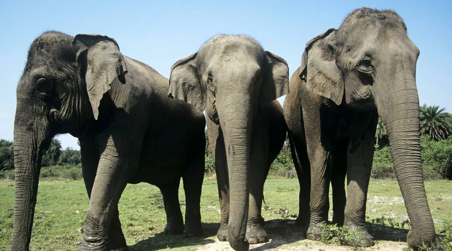 On Safari with the Big Five Elephant pictures, Elephant, African elephant