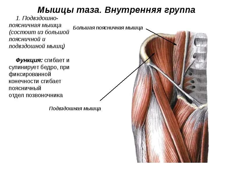 Мышцы таза движение. Мышцы таза анатомия передняя группа. внутренняя передняя группа мышц таза. мышцы тазового пояса подвздошно поясничная. внутренние мышцы таза анатомия.