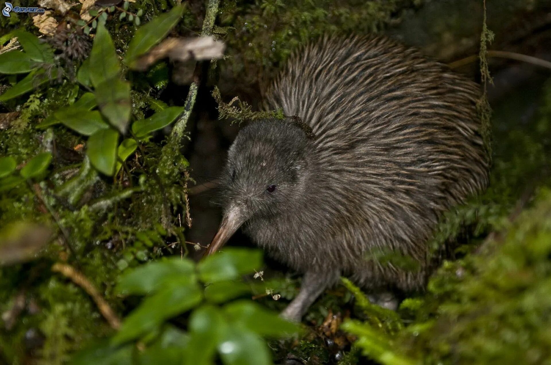 Kiwi orchestra