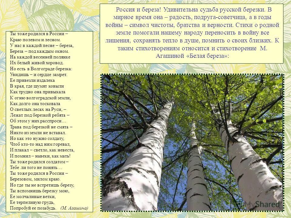 Песня про березы и россию. Стихотворение береза. Стихи о русской Березке. Автор стиха береза. Стихотворение про родившую березу.