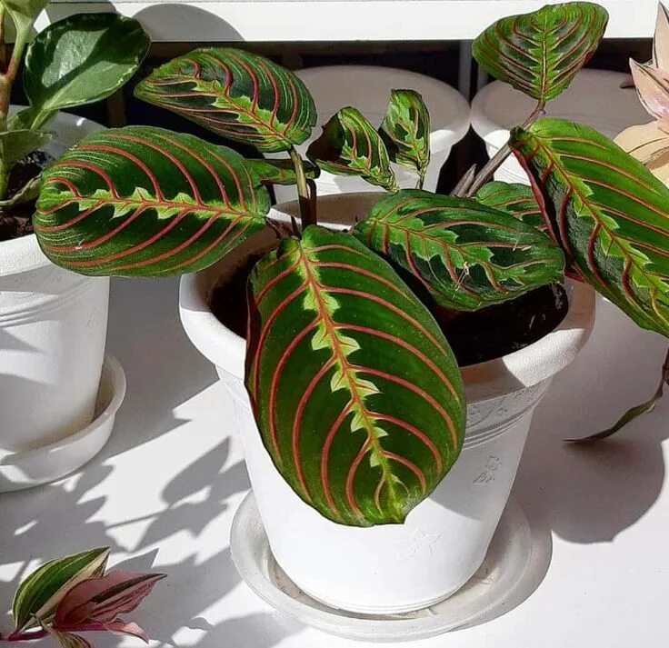 Maranta leuconeura 'Fascinator' Ø 8,5 см