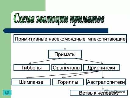 Примитивный вопрос это