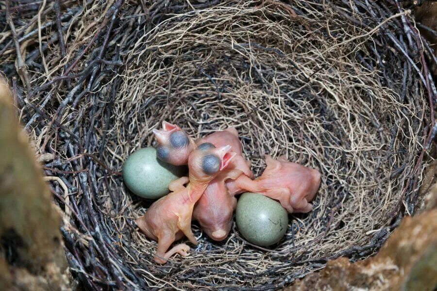 The nest of pea