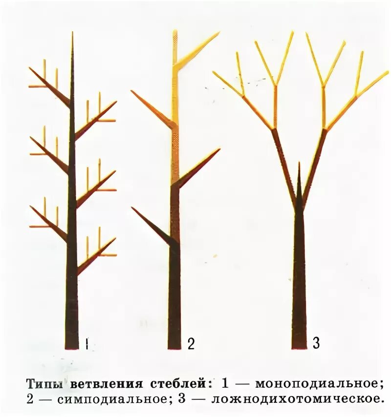 Ложнодихотомическое ветвление побегов. Моноподиальное и симподиальное. Моноподиальное ветвление побега. Ветвление побегов моноподиальное симподиальное дихотомическое.