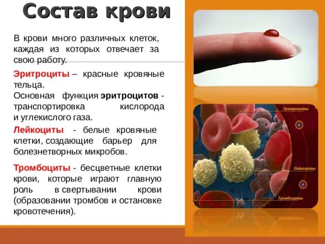 Транспортируют углекислый газ эритроциты. Состав крови фото. эритроциты транспортируют. белые кровяные тельца функция. функции белых кровяных телец.