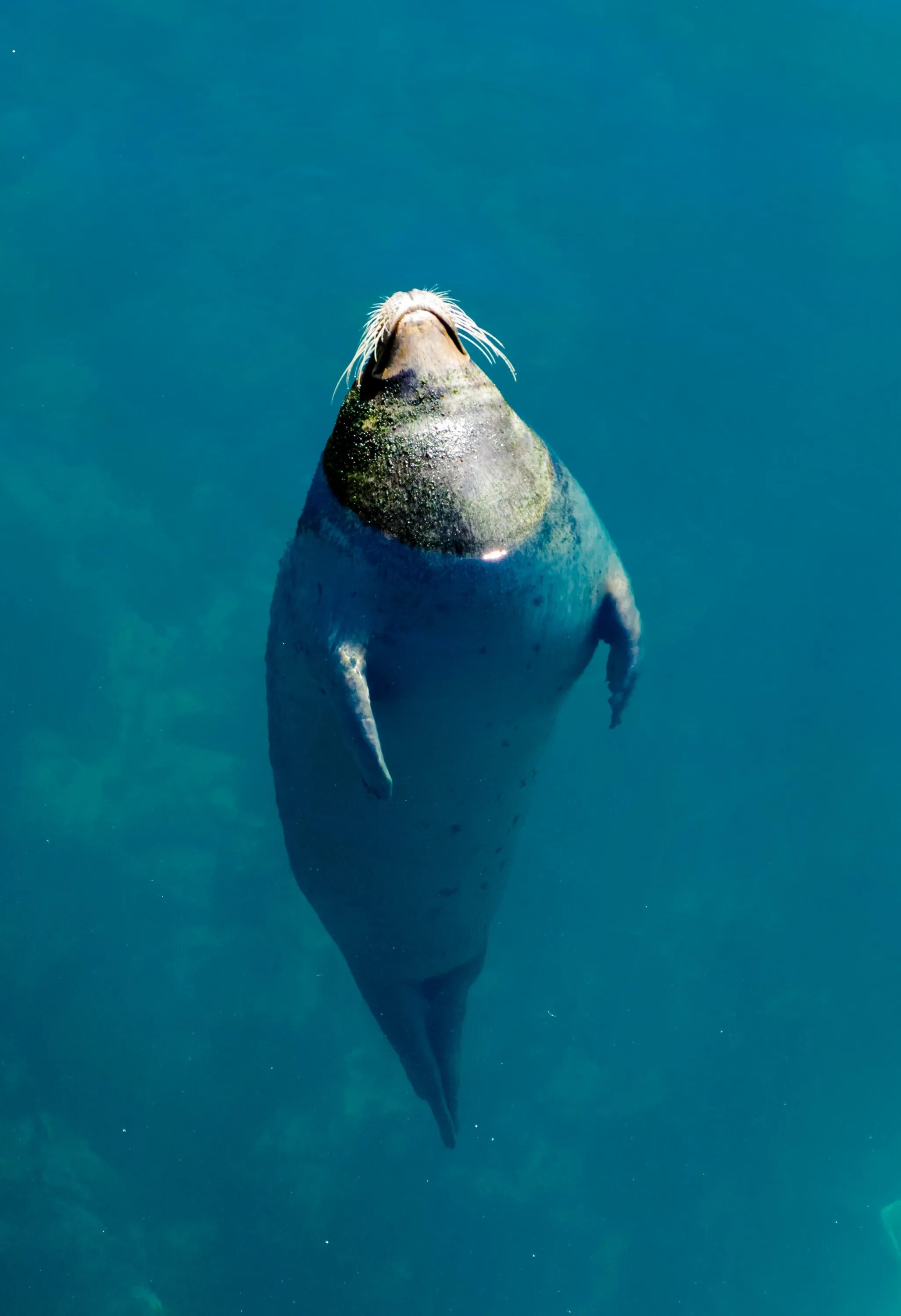Подводные животные. Морские животные под водой. Морские животные под водой. Животные плавают в воде. Тюлень под водой.