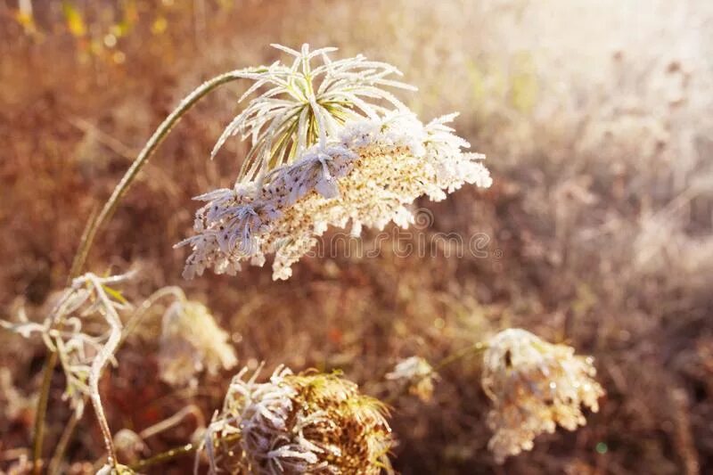 Травинка под снегом. Полынь эстетика. Иней на полыни полевые цветы 3. Полынь зимой. Заморозок на лугу.