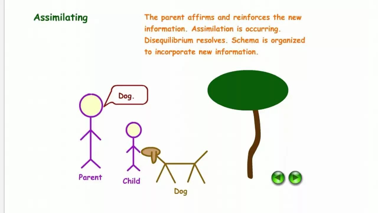 What is schema. Пиджет дог. Schema person and Land.