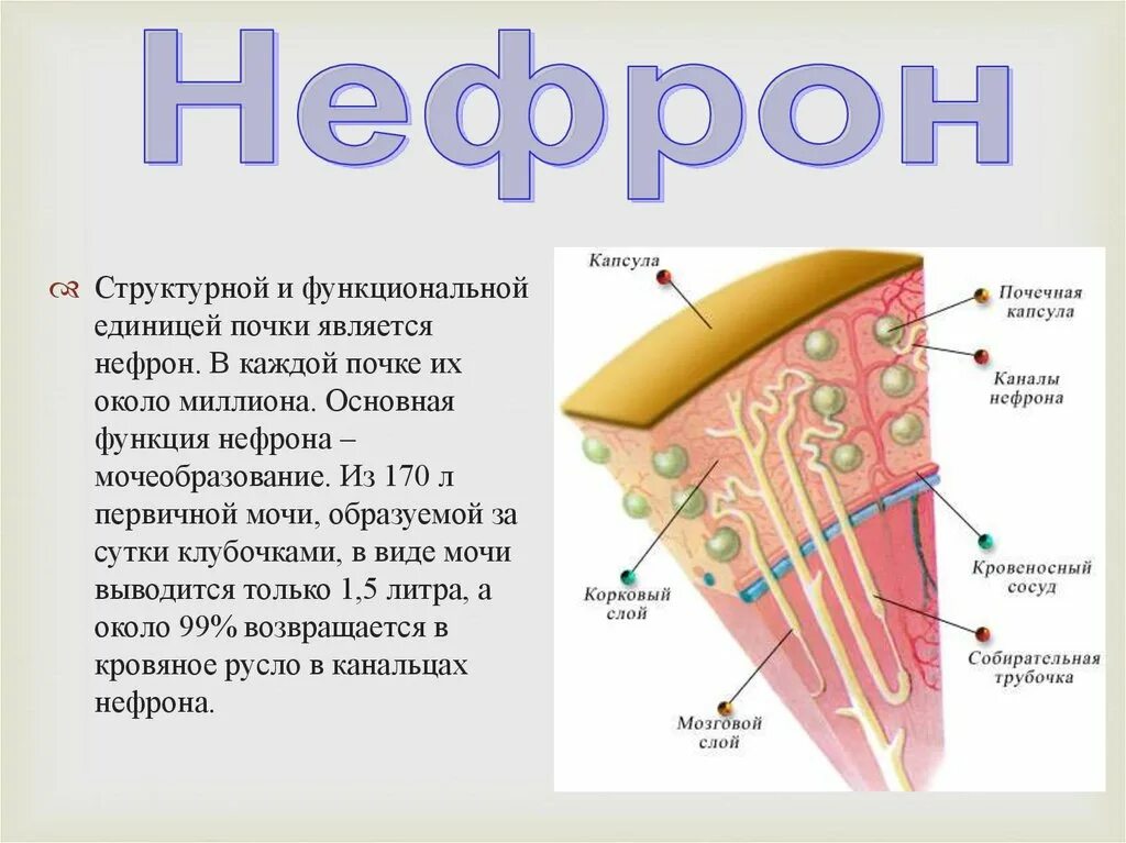 Структурной и функциональной единицей почки является. Структурно-функциональной единицей почки является. Основной структурно-функциональной единицей почки является. Структурной и функциональной единицей почки является нефрон. Структурная функциональная единица почки называется