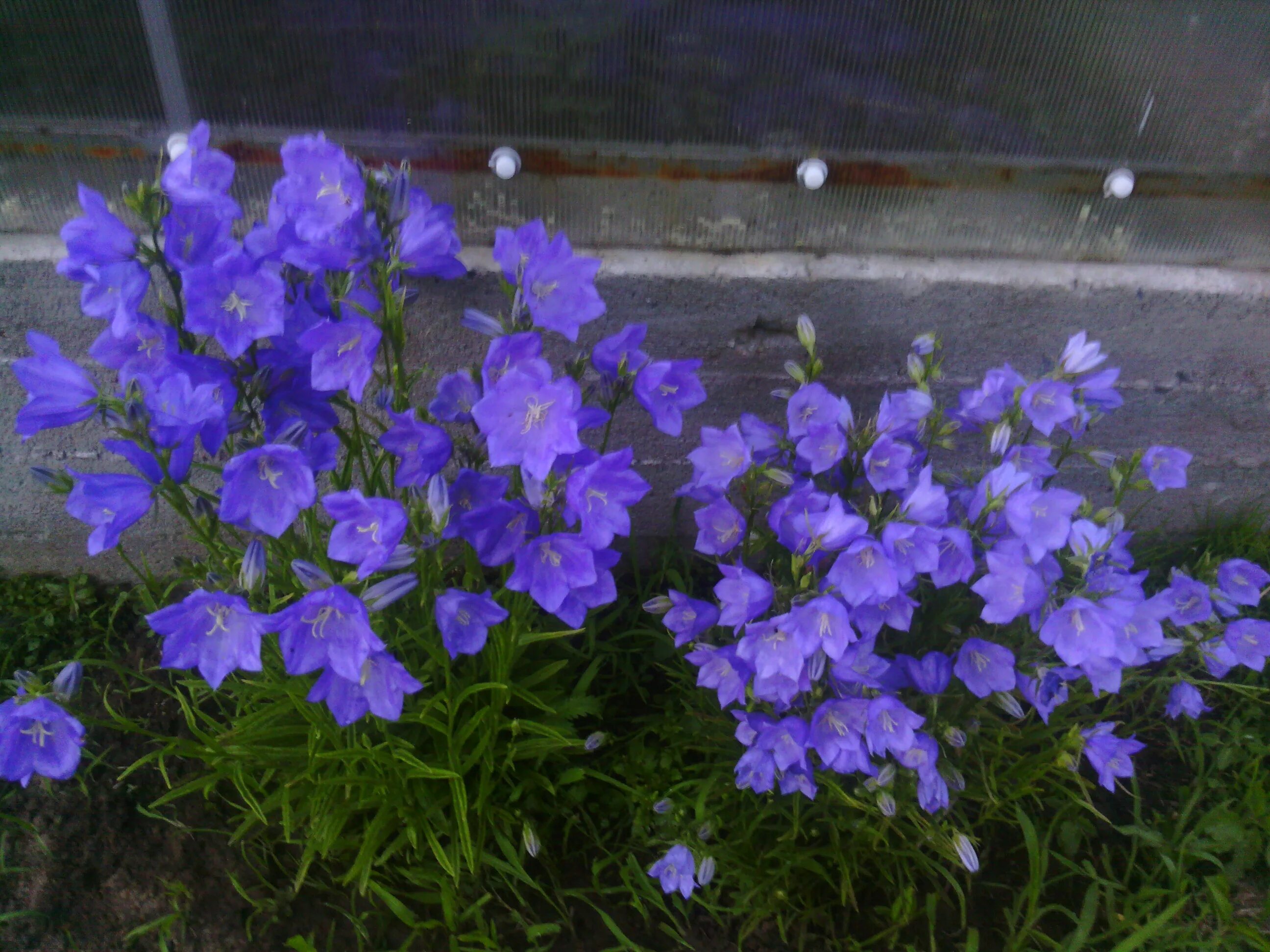 Как посадить колокольчик. Колокольчик персиколистный (Campanula persicifolia). Колокольчик персиколистный Азур Бьюти. Колокольчик персиколистный голубое озеро. Колокольчик Карпатский микс.