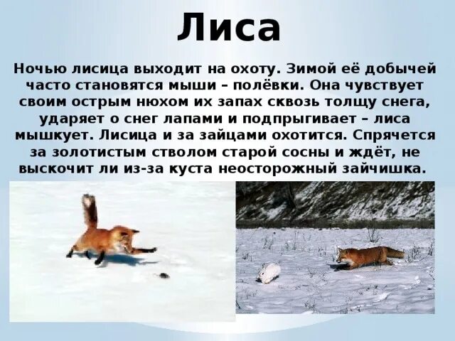 Охота на лисицу слова текст. Жизнь животных зимой. Как зимуют животные презентация. Как зимует лиса. О лисе зимой.
