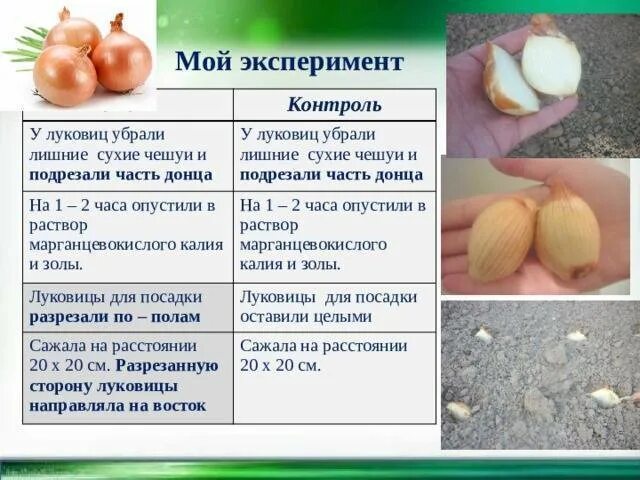 Лук эксперимент по биологии 5. Сухие чешуи луковицы. донце луковицы. функции сухих чешуй луковицы.