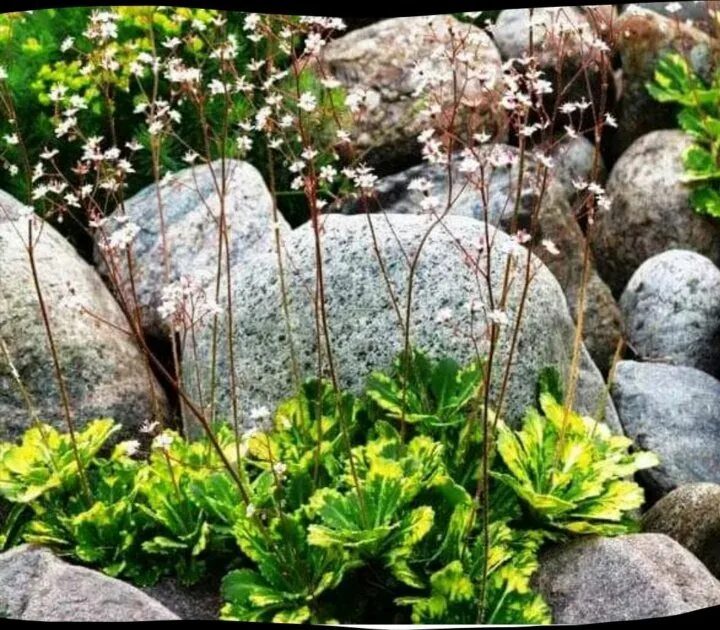 Камнеломка фото садовая посадка и уход Камнеломка Светланы: лучшие снимки Ландшафтный дизайн Фотоальбом АК Архитектор
