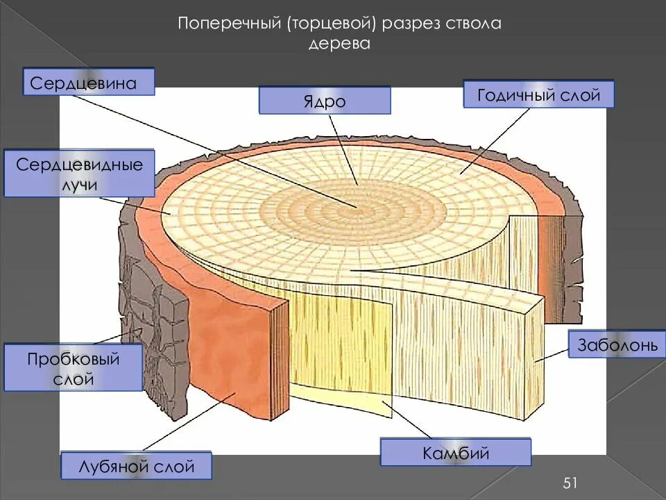 Срез кратко. Поперечный срез ствола дерева строение. Ядро заболонь сердцевинные лучи. Строение древесины(поперечный срез ствола). Строение дерева заболонь.