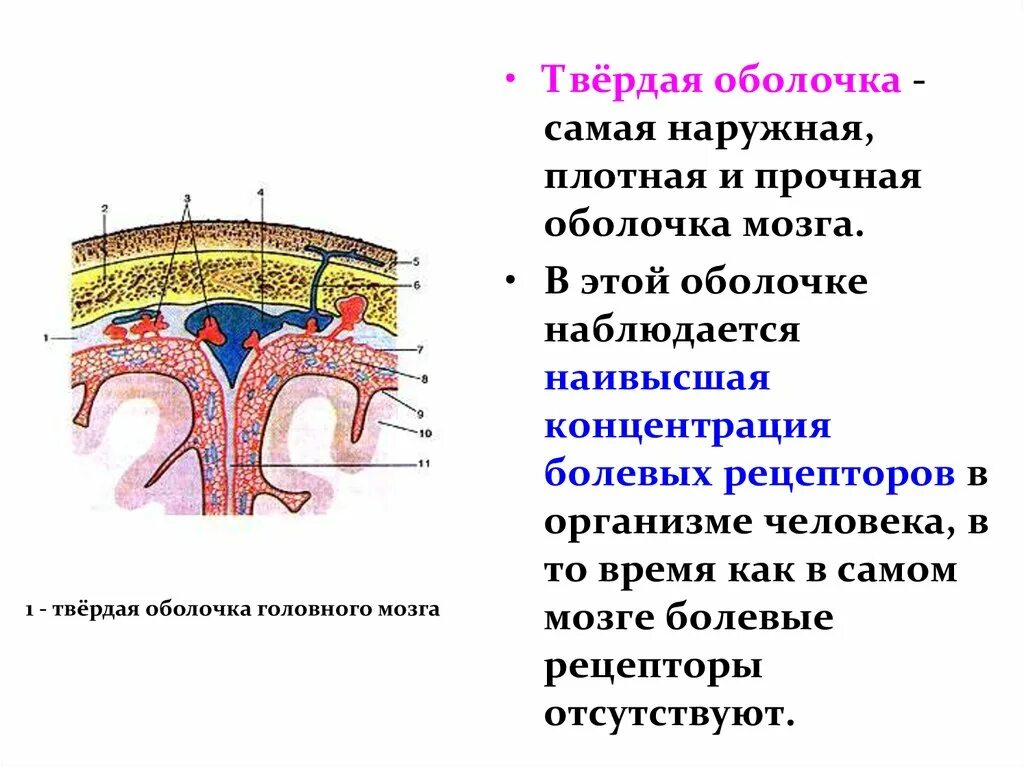 Какие оболочки мозга. Твердая оболочка головного мозга анатомия. Твердая мозговая оболочка головного мозга. Твердая мозговая оболочка анатомия. Серп большого мозга (твёрдая мозговая оболочка).