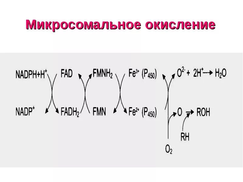 Установите последовательность этапов окисления молекул крахмала. Схема микросомального окисления биохимия. Микросомальное окисление биохимия схема. Микросомальное окисление суммарное уравнение реакции. Микросомальное окисление реакции конъюгации.