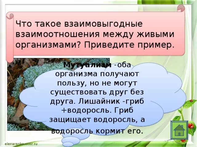 Взаимо выгодные отношения. Взаимовыгодные отношения живых организмов. Взаимовыгодные связи между живыми организмами. Взаимовыгодные отношения между организмами. Взаимовыгооные отношения мебьв организмаии.