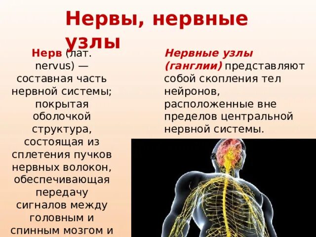 Ганглии нервной системы. Нервные узлы в нервной системе. Спинной мозг. Нервный узел арт объект.