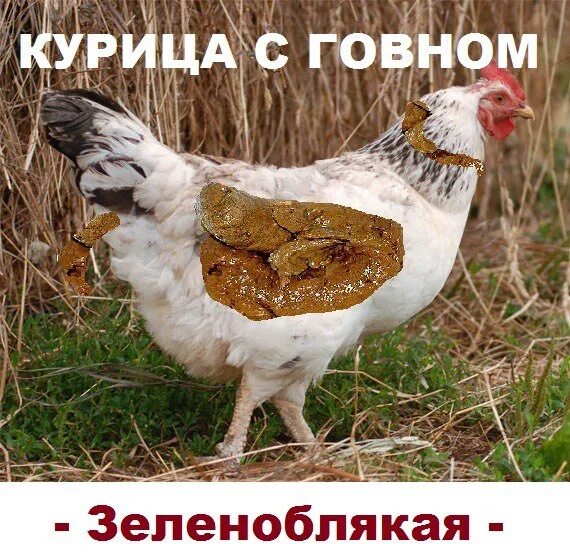 Читать здравствуй курица. Курица надпись.