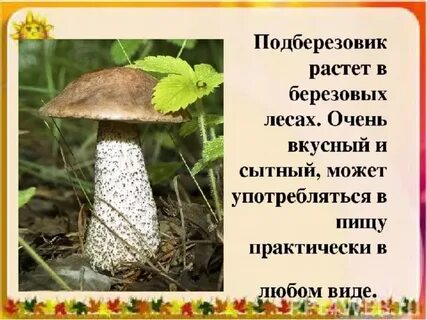 Подберезовик кратко