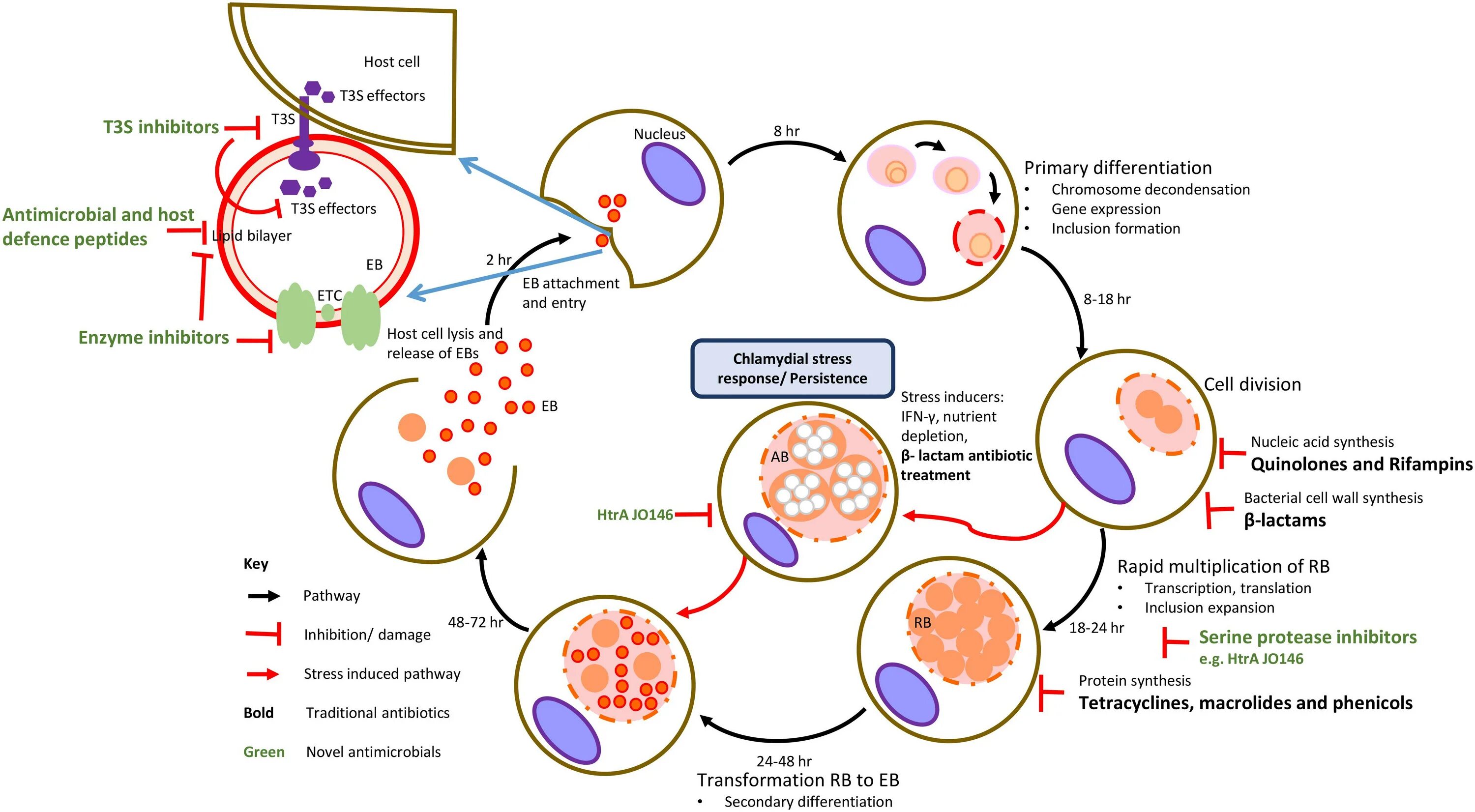 Жизненный цикл Chlamydia SP.. Antibiotics of Chlamydia treatment. Пятерка хламидия