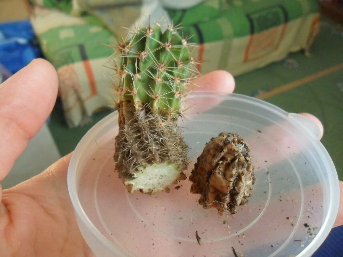 Корни кактуса. Кактус сгнил. Корни эхинокактуса. Кактус грузони загнил. Сухая гниль фомоз кактус.