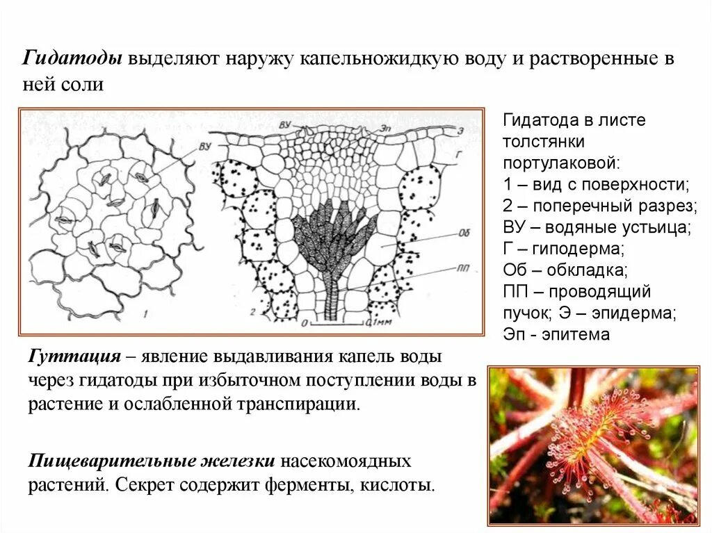 Внешнее строение листа толстянки. Гидатоды водяные устьица. гидатоды («водяные устьица») ткани растений. выделительные ткани гидатоды. гидатоды у растений строение.