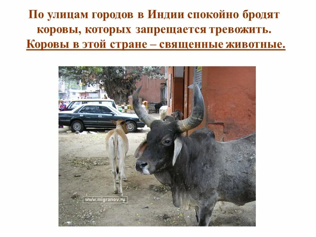 Культ почитания коровы в индии. Древняя индия священная корова. Древняя индия священная корова. Корова священное животное. Почему корова считается священным животным.